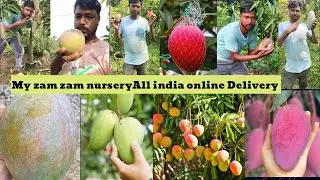 How to Alphansomangoplant Chaiag mai mango plantmyzamzamnurseryAll india onlineDelivery Available 