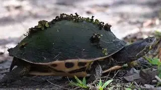 Gorgeous Florida red-bellied cooter