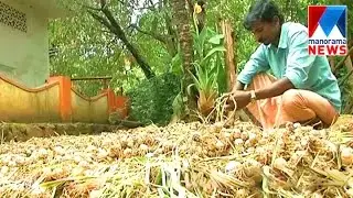 Pleasant news for garlic farmers in marayoor  | Manorama News