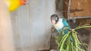 Welcome to our peaceful live bird and poultry stream! Little Things for Joey is live #birds
