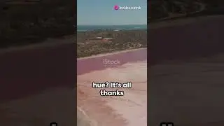 Why is Australia's Lake Hillier Pink?