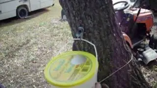 Maple tree sap collecting in Manitoba