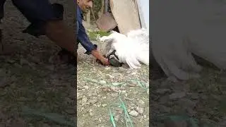 peacock cross aseel hen