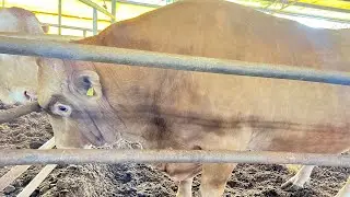 Bull semen collection