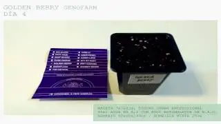 1&ordf; SEMANA GERMINACI&Oacute;N Golden Berry GENOFARM 250w