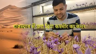 Ajmer me laga di Kashmiri kesar ki kheti || kesar ki kheti || राजस्थान में केसर#saffronfarming