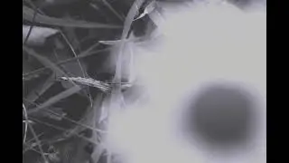 Stan Brakhage inspired