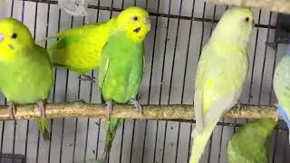 Available birds masha Allah 03472433231 WhatsApp || BREEDING PROGRESS OF SETUP RAINBOW BUDGIES #pets