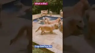 dogs #dog #shorts #funny Dogs luxurious life #life