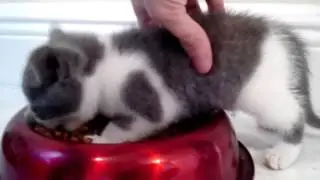 Angry Kitten Eating
