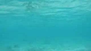Whiptail & Feathertail Stingrays