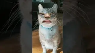 #CatFart #cat #fart #fun
