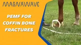 Coffin Bone Fractures | MagnaWave