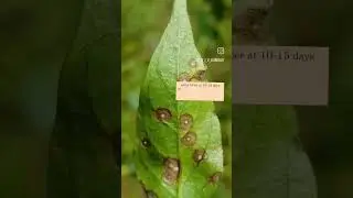 Cercospora Leaf Spot (also known as 