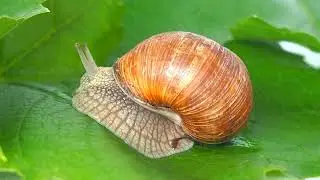 Виноградная улитка (Helix pomatia)