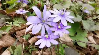 Flora spontana pe Dealul Melcilor, Brașov, 1.04.2022