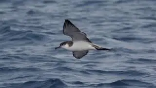 Buller's Shearwater - (Ardenna bulleri) - Sitting on the water and in flight