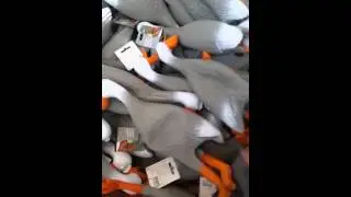 Duck Army