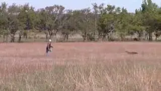 Game Recovery Dog Kai at Flint Hills K9 Training Center