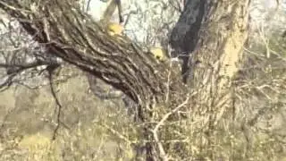 Kruger 20  Squirrels