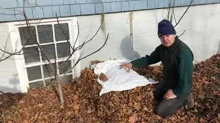 Использование листьев для утепления нежных растений