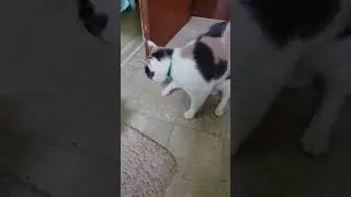 Erica playing with her tail and Midnight being sleepy.