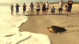 Rehabilitated Turtle Released Into Florida Ocean Before Hurricane Irma Arrives