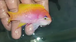 BIMACULATUS ANTHIAS (Maldives)