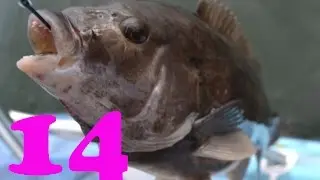 Hooked ep 14 - Squid Invation - Full HD
