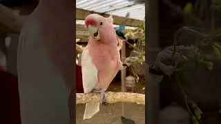 Pink Cockatoo - major mitchell cockatoo, pet parrot #birds #bird #nature #animals