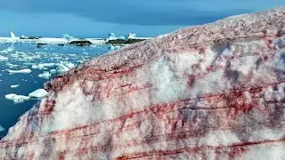 Why is the snow in Antarctica bleeding red?