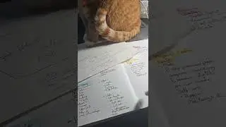 ADHD + Pets = Productivity