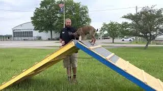Ares Vom Hamundr puppy obedience and obstacle confidence training