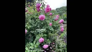 David Austin Roses collection