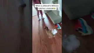 #pets #dog #animals #running #fyp #lol #jokes #laugh #shorts #contentcreator