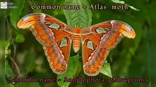 10 scientific name of Insects part 1