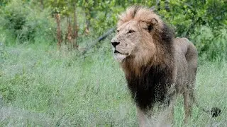 When Red Road, Silver Eye and the Nharu Lions Were Together