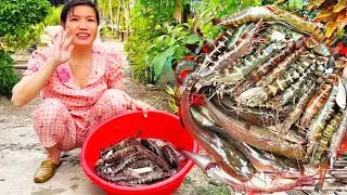 Hôm nay tiếp tục đi chài dính nhiều tôm 🦐 cá 🐠 thấy ham quá cuộc sống mưu sinh “ Hoàng Lê Vlog “