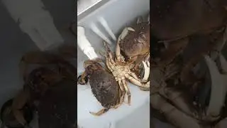 Top 3 Dungeness CRAB Baits #short #fishing #crab #crabbing #dungeness
