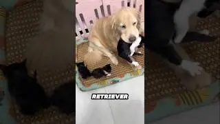 This cat still thinks the Golden Retriever is her mom ❤