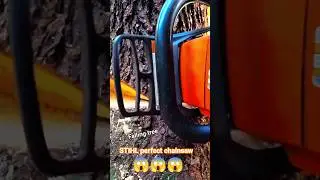 STIHL working perfect falling tree!#fall #stihl #husqvarna #woodworking #shortsfeed #shorts