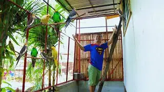 Amazing Cockatiel bird farming -Building my Beautiful Cockatiel bird  low-cost Aviary! 70% complete!
