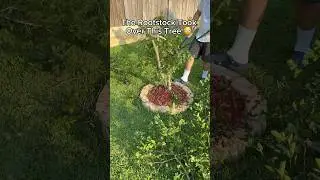Cutting Down A Orange Tree TAKEN OVER By Rootstock! 😳🍊 #shorts #plants #garden