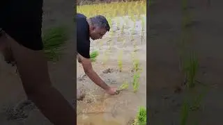 Tribal Farming