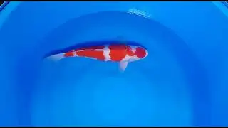 koihaus maruten kohaku VHQ #japankoi #koi #koifish #fish