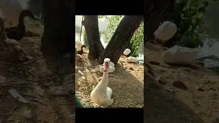 #shorts #naturelovers ||Sanjay Van, New Delhi||