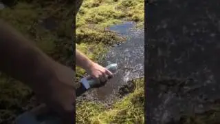PURITII Water bottle