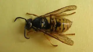 Dolichovespula norwegica (оса норвежская)