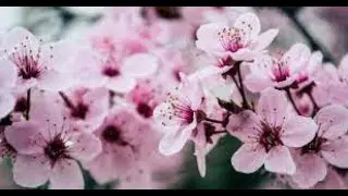 Dmitri Shostakovich - Waltz No. 2