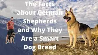 The Facts about German Shepherds Dog | Smart Dog Breed | War hero | Intelligent dog |